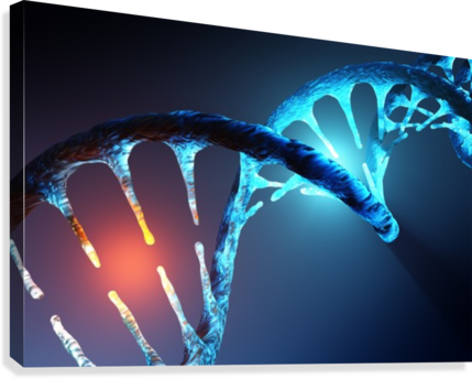 Dna Strand Modification Canvas Print - Dna Strand (429x344), Png Download