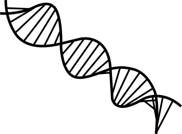 Dna Drawing Png - Black And White Dna Png (736x542), Png Download