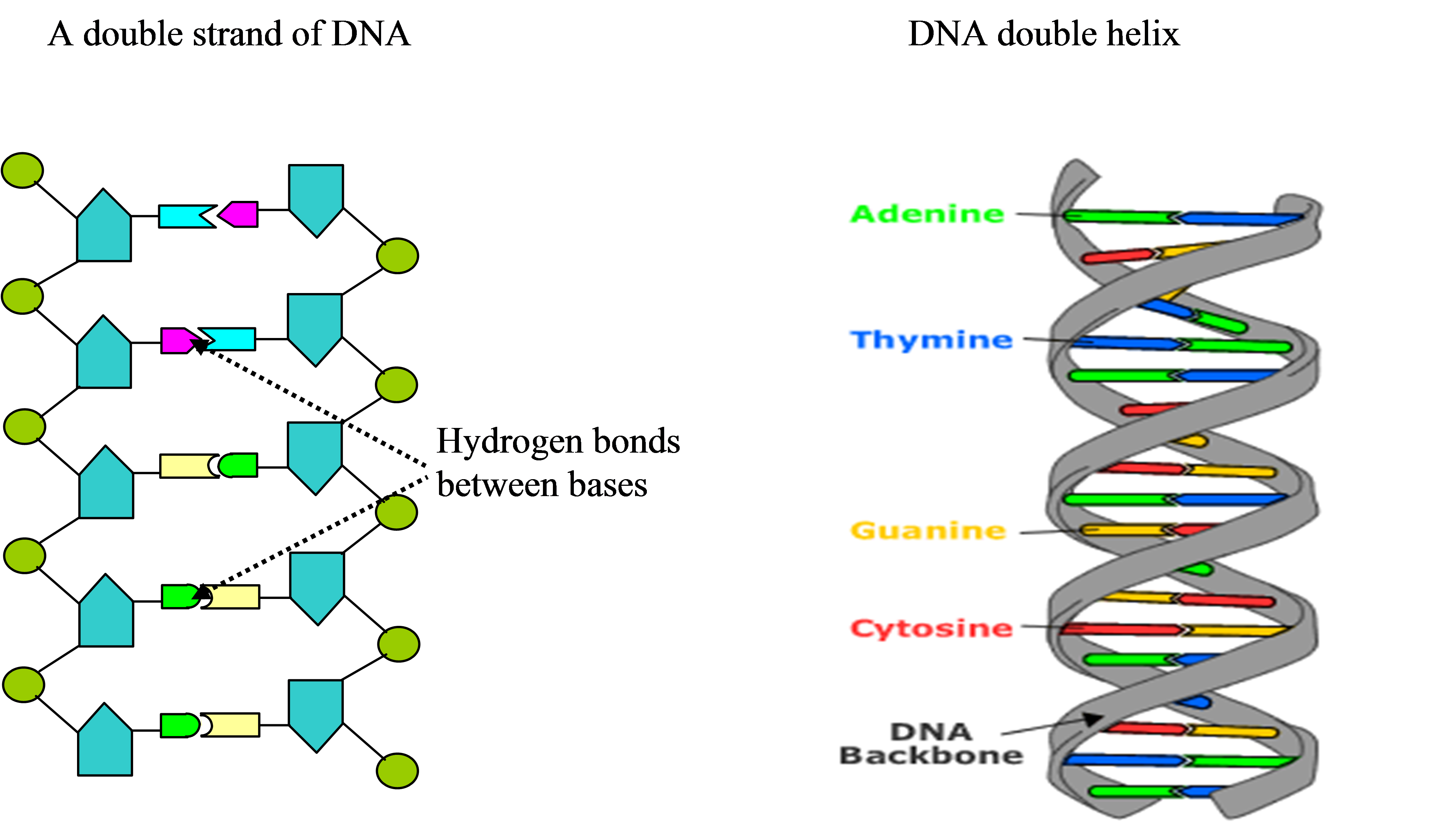 Formation Of The Dna Strand And Double Helix Conformation - Dna (3915x2279), Png Download