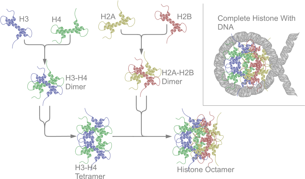 Nucleosome Structure (1024x610), Png Download