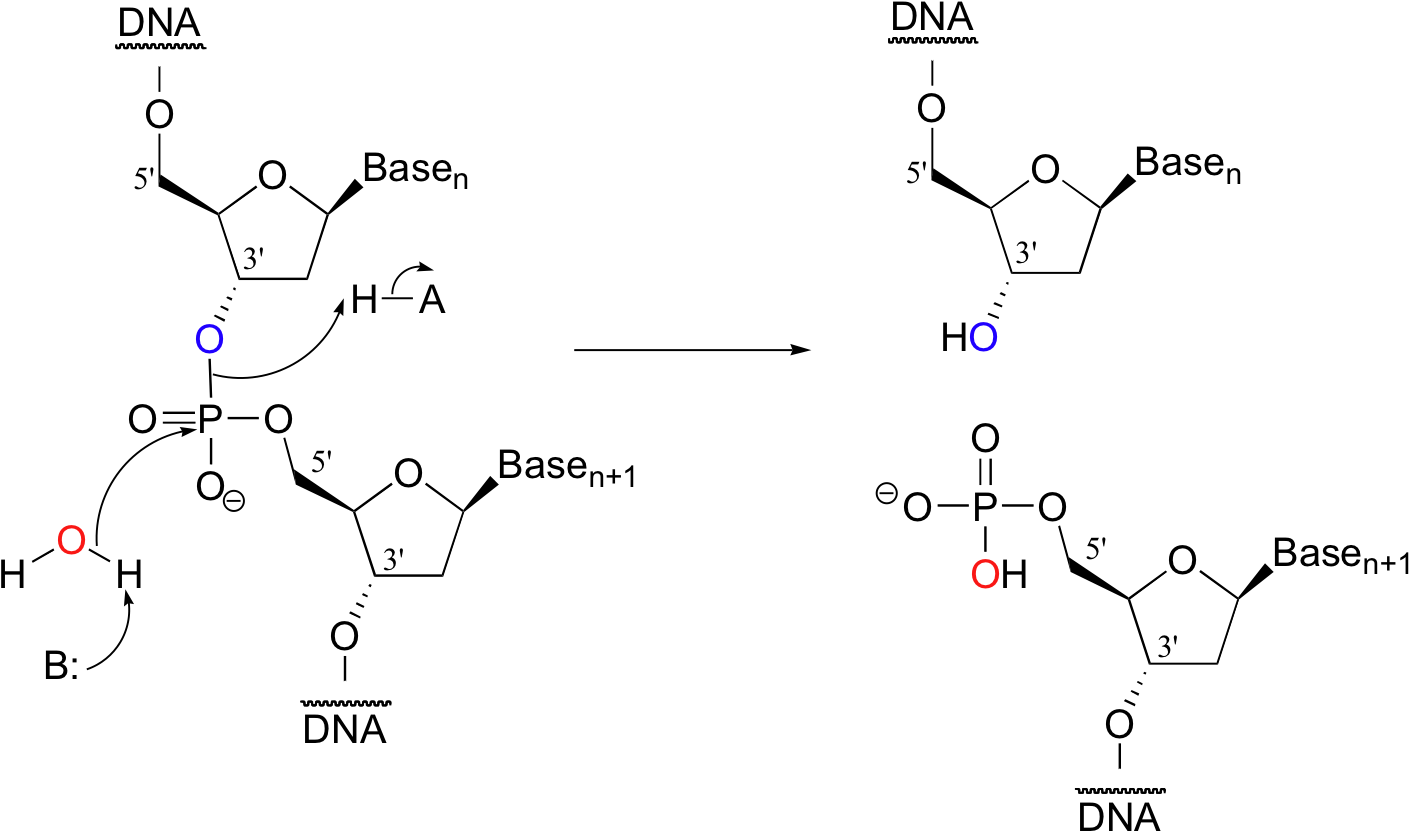 Dna Using 'molecular Scissor' Enzymes Called Restriction - Hydrolyzed Dna (1432x856), Png Download