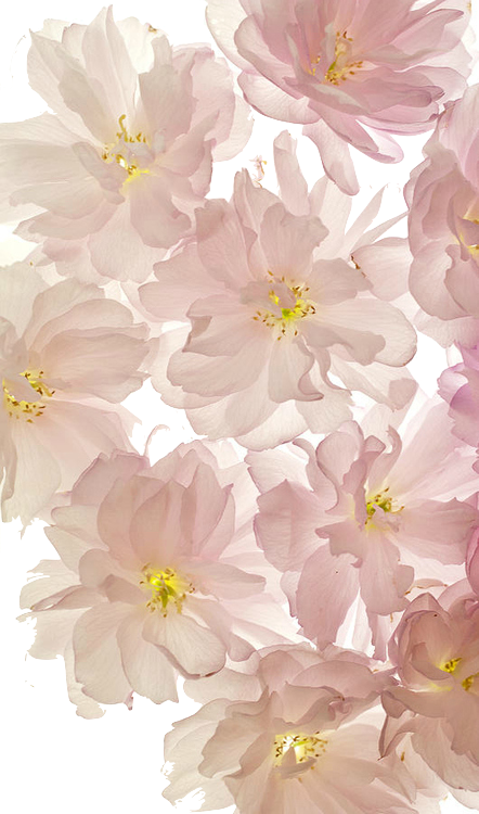 T Ransparenc Y - Flower Phone Background (442x750), Png Download