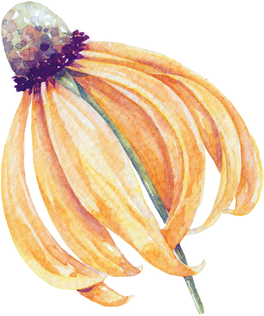 Withered Flower Cartoon Transparent - Flor Marchitada Png (1024x1222), Png Download