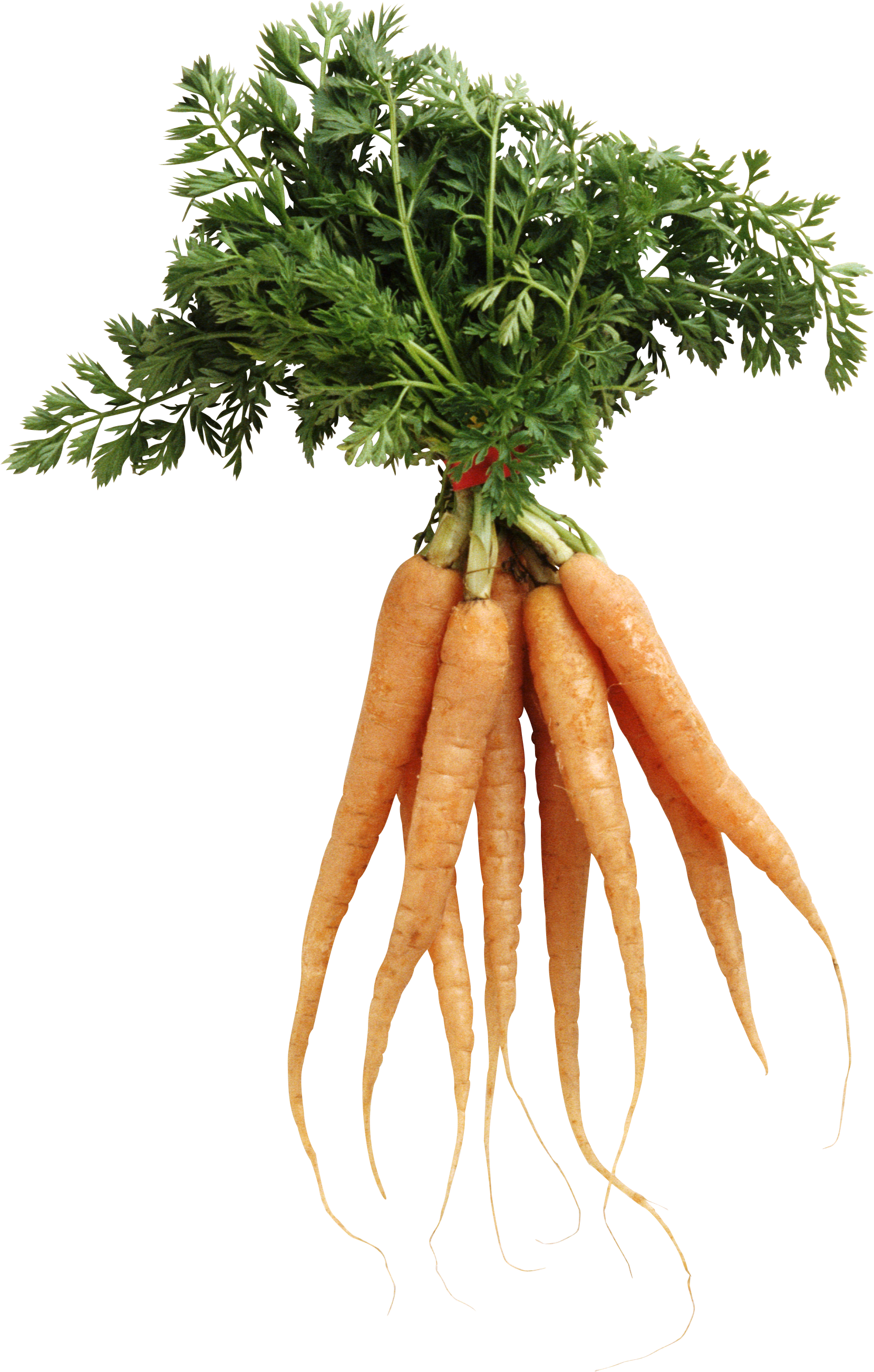 Carrot Png Image - Nutrition And Health By Gerald Wiseman (1658x2601), Png Download