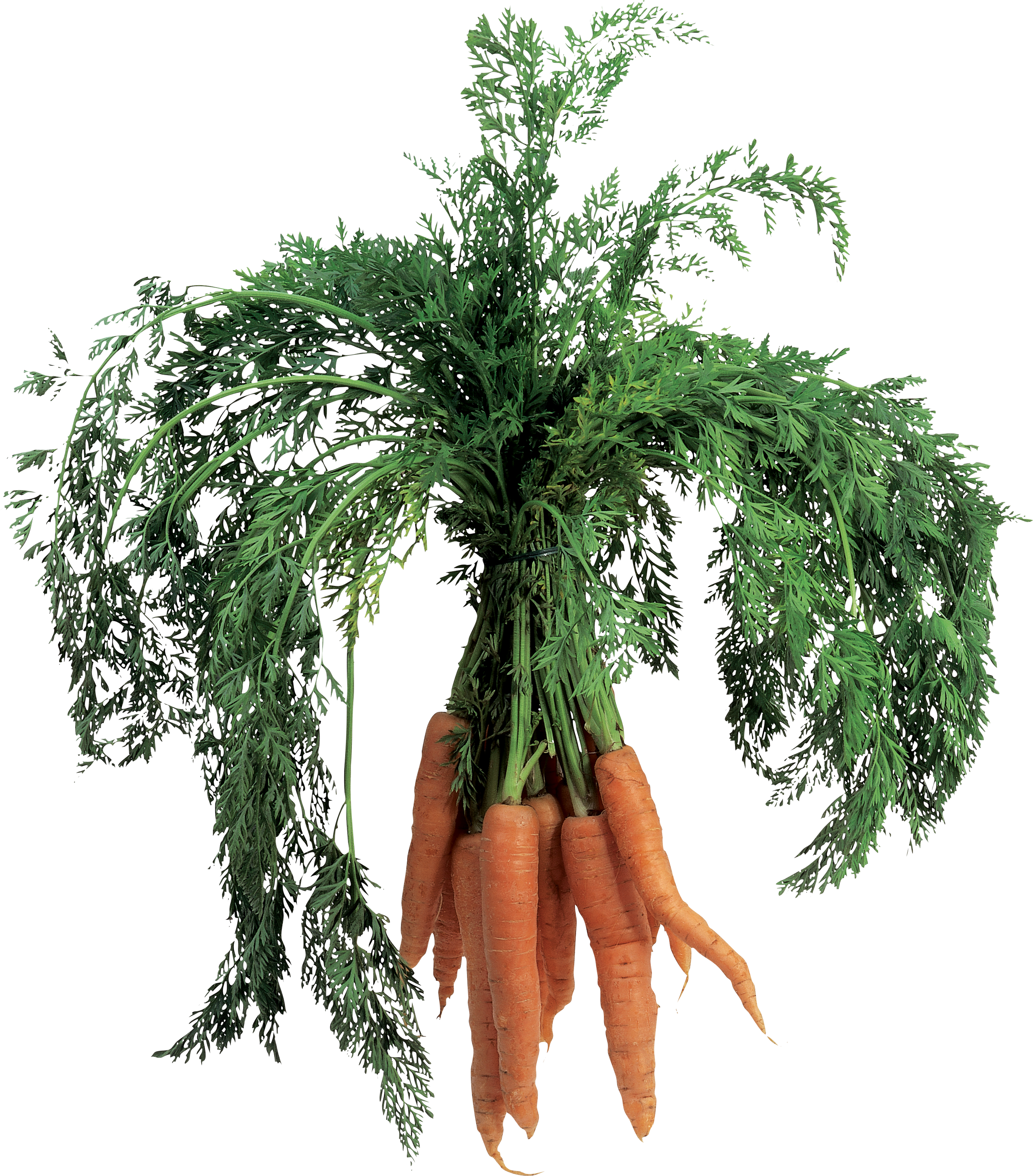 Carrot Png Image - Baby Carrot (2460x2800), Png Download