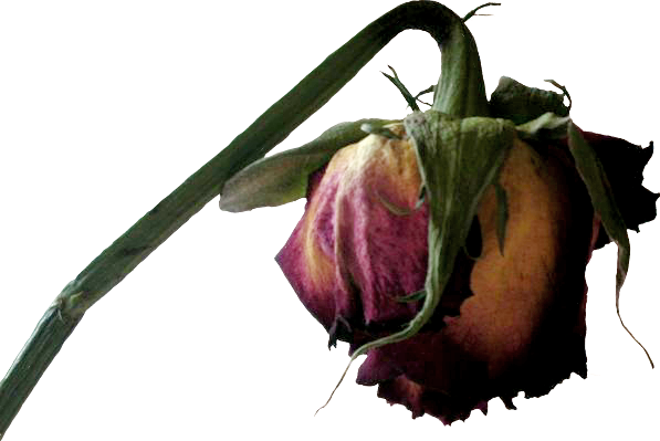 Dead Flower Png (597x399), Png Download