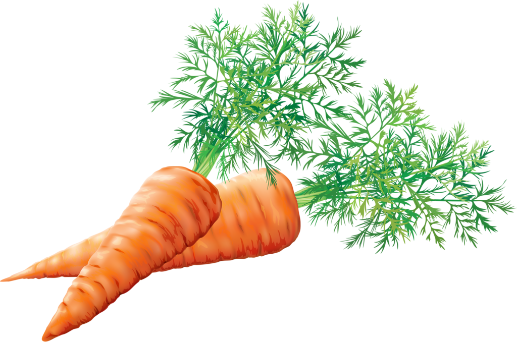 Cenoura - Zanahoria Tubérculos (1024x678), Png Download