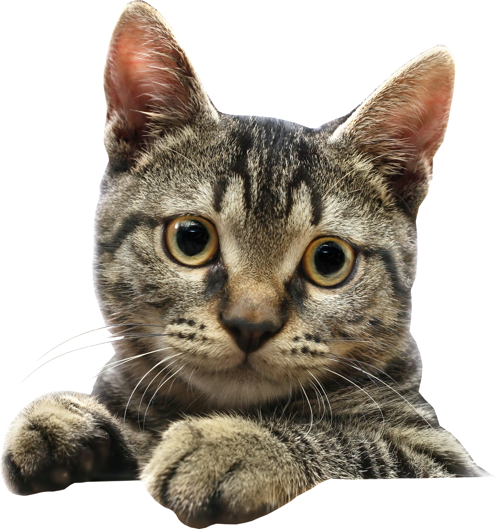 Кошка Пнг (2070x2211), Png Download
