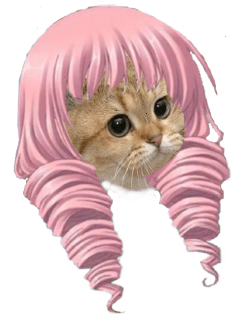Kitten Cat Whiskers Cat Pink Whiskers Mammal Small - Stare Cat (338x429), Png Download