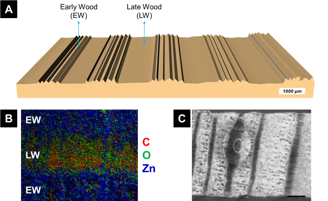 Wetting Behavior Of Anisotropically Functionalized - Wood (1130x728), Png Download