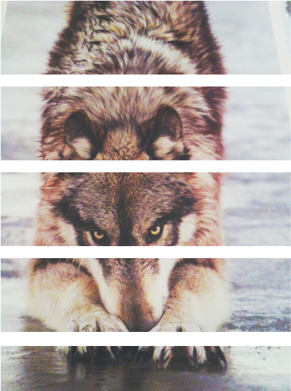 Cute Wolf Indie Soft Grunge - Soft Grunge (448x586), Png Download