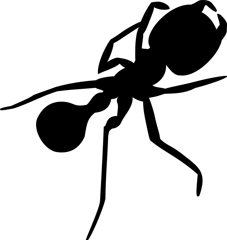 Silhouette 1 Ants - Ant Silhouette Png (755x800), Png Download