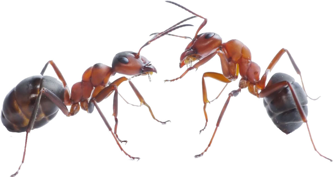 Ant Png Pic - Ants In Sydney Nsw (1300x668), Png Download