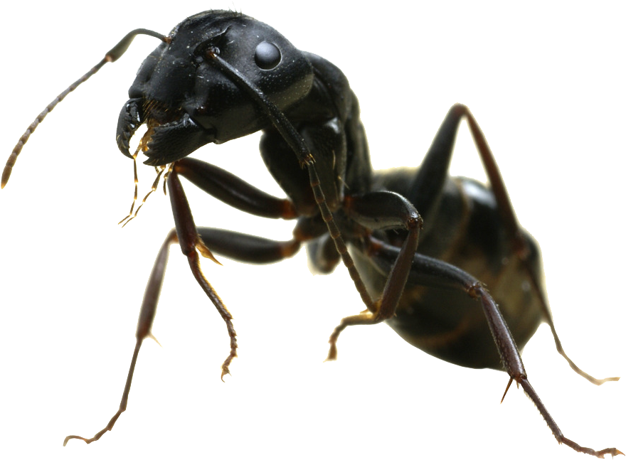 Ant Png Transparent Image - Black Garden Ant Red Ants Uk (1186x912), Png Download