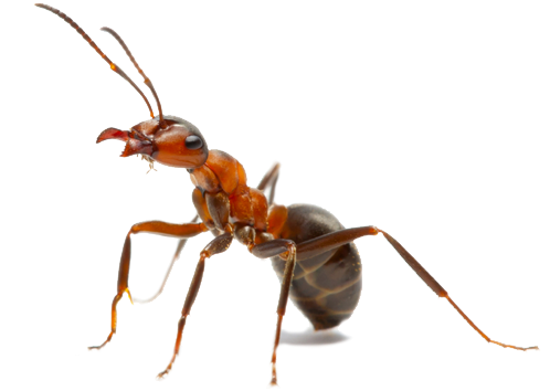 Ant Png Picture - Queen Ant With Crown (550x367), Png Download