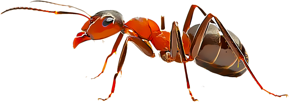 Fire Ants - Phonokart Stori Type-c Adapter Usb C Male To Usb 2.0 (1000x1000), Png Download