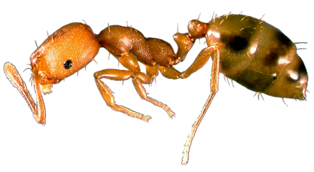 Pharaoh-ant - Pharaoh Ant (450x300), Png Download