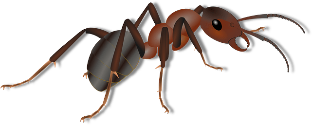 Ant Clipart Png (640x320), Png Download