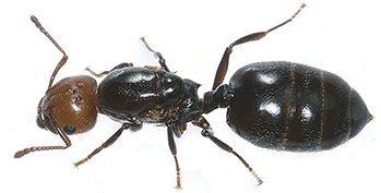 Ant Control And Removal, Getzville, Ny - Ant Abdomen (500x350), Png Download