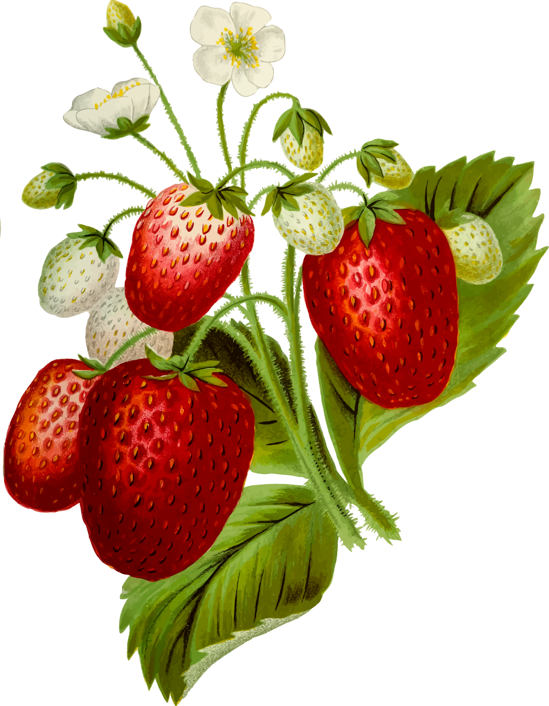 This Free Icons Png Design Of Strawberries 2 (1865x2400), Png Download