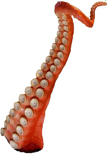 Sarlacc Tentacle Medium - Octopus (354x504), Png Download