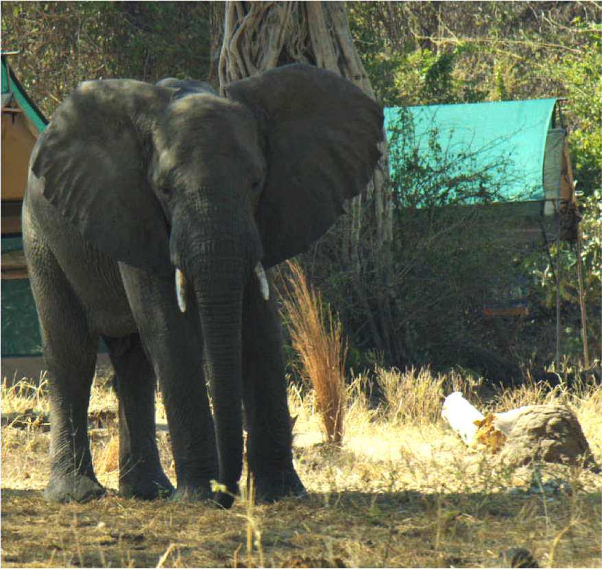 Elephant - Indian Elephant (878x829), Png Download