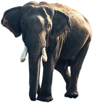 Elephant Animal Png - Autobiography Of Matthew Scott, Jumbo's Keeper ...: (1280x720), Png Download