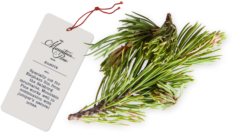 Buchu - Botanicals (855x500), Png Download
