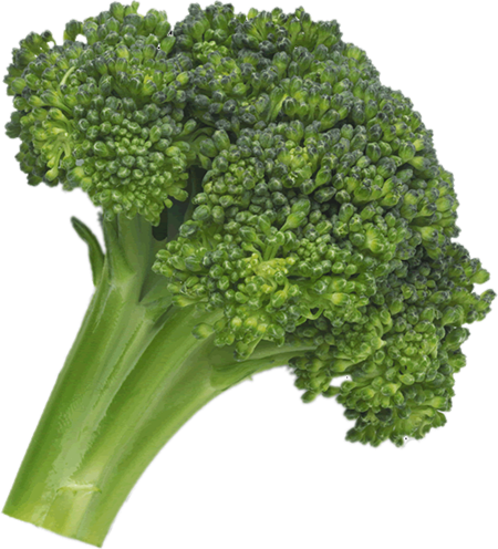 Broccoli Png Image - Fruit And Vegetables Broccoli (450x496), Png Download