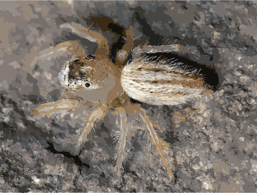 Download Free Spiders Clipart Spider Web Wildlife - Thiodina Candida (900x677), Png Download