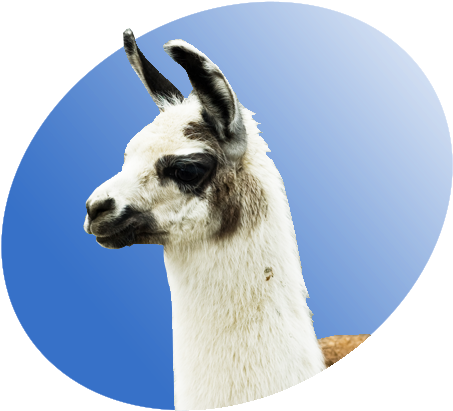 Llama P Icon - Nice Llama (500x450), Png Download