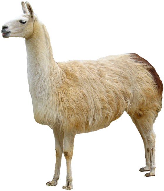 Llama Animales - Animal Dibujos De Llama (980x735), Png Download