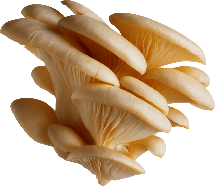 Mushroom Png - White Oyster Mushroom Png (850x734), Png Download