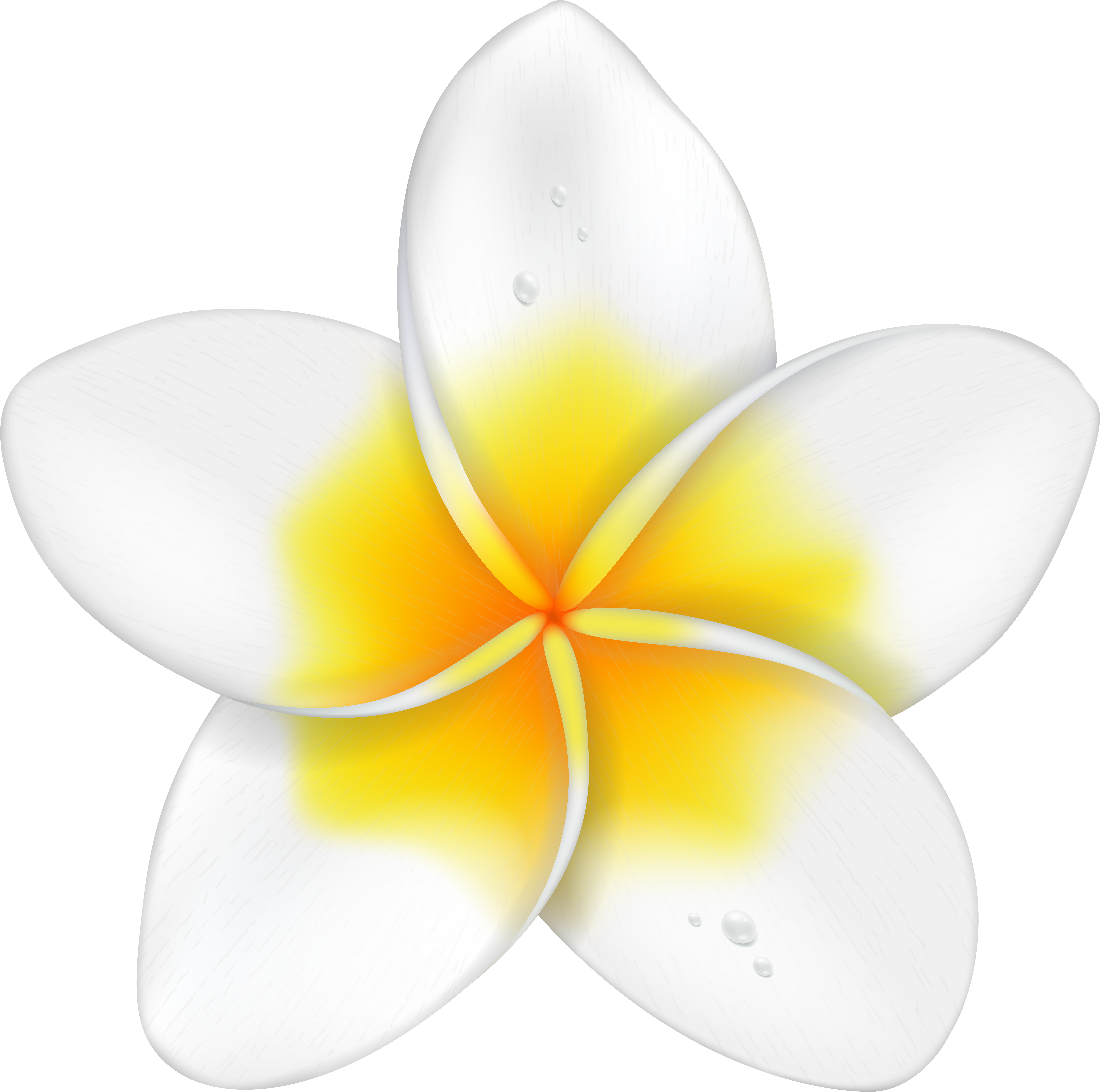 Exotic Flower Plumeria Png Clip Art Imageu200b Gallery (8000x7934), Png Download