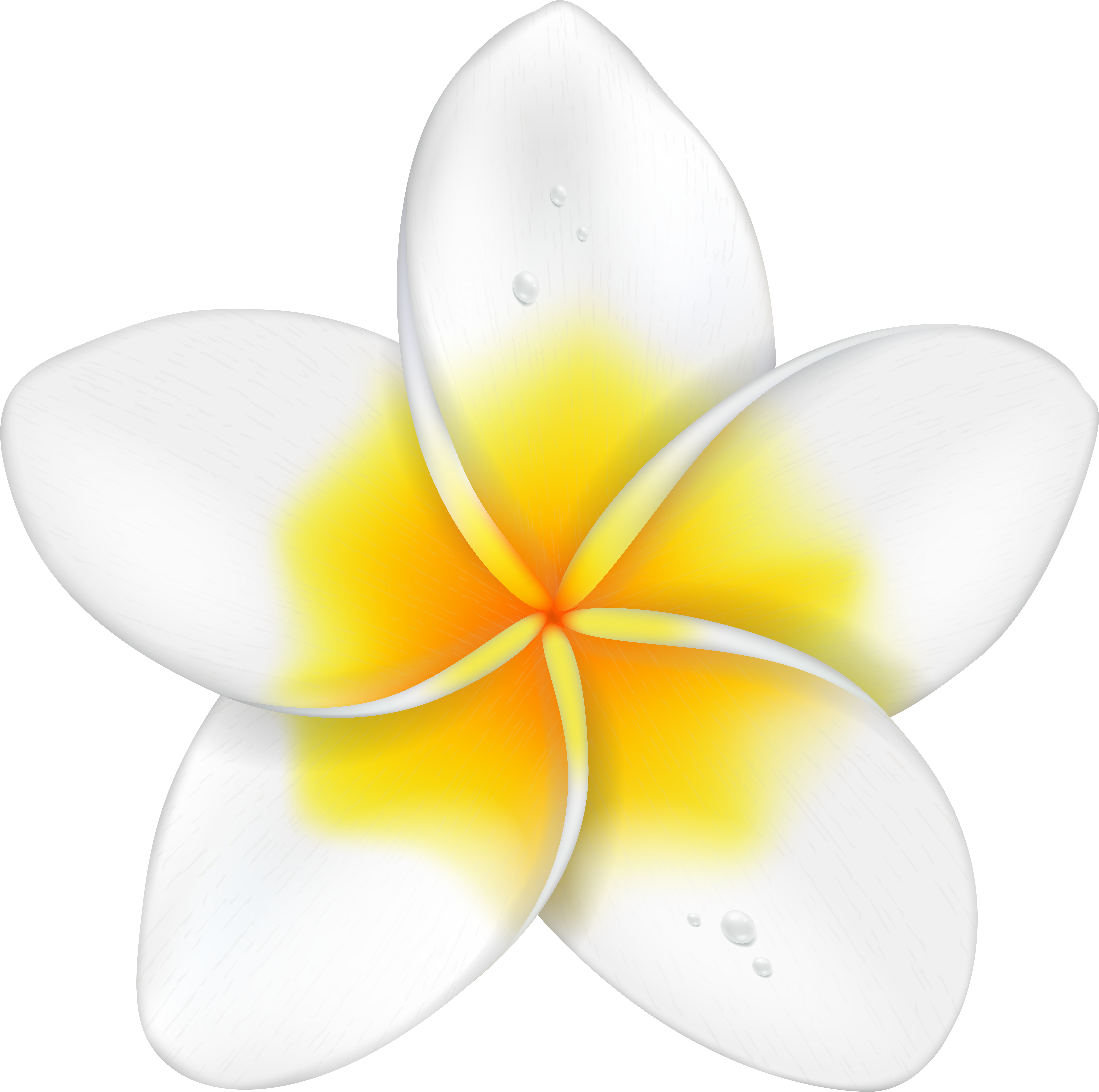 Download Exotic Flower Plumeria Png Clip Art Imageu200b Gallery PNG Image  with No Background - PNGkey.com