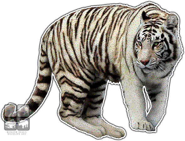 Graphic Stock Drawing Tiger Pen And Ink - White Tiger Wall Clock (590x449), Png Download