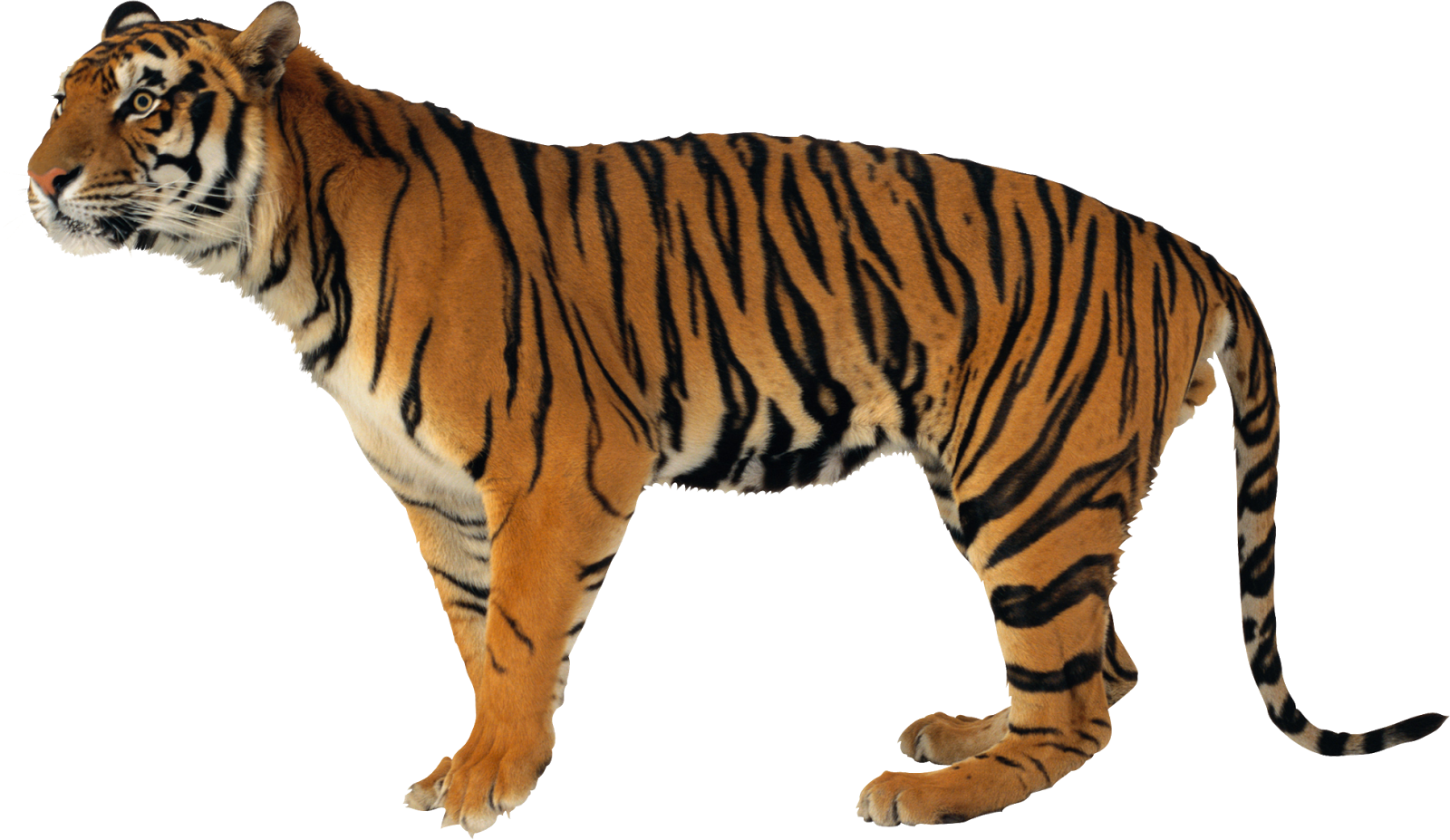 Tiger Hd Images Free Download Tiger Images Free Download (1600x927), Png Download
