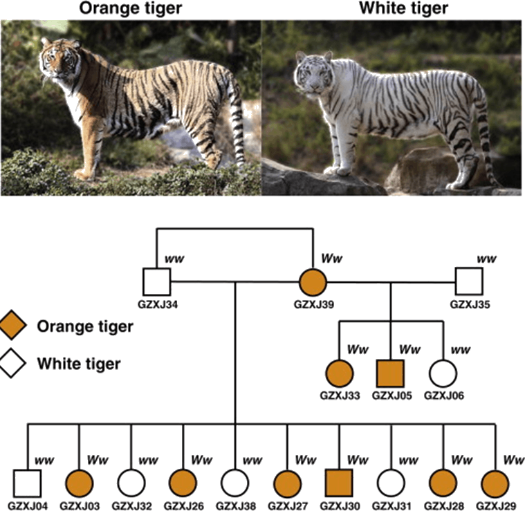 Information About Orange Tiger &white Tiger - White Tiger In Nilgiri (759x739), Png Download
