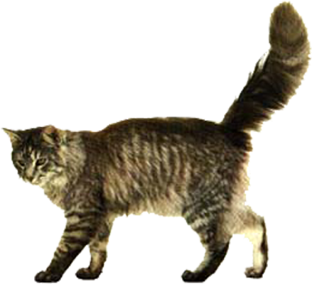 No Year Of The Cat Kitten Dog Clip Art - Real Tabby Cat Walking (1000x688), Png Download