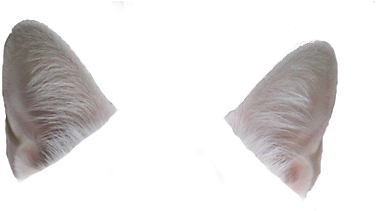 Cat Ear Png - Pillow (466x303), Png Download
