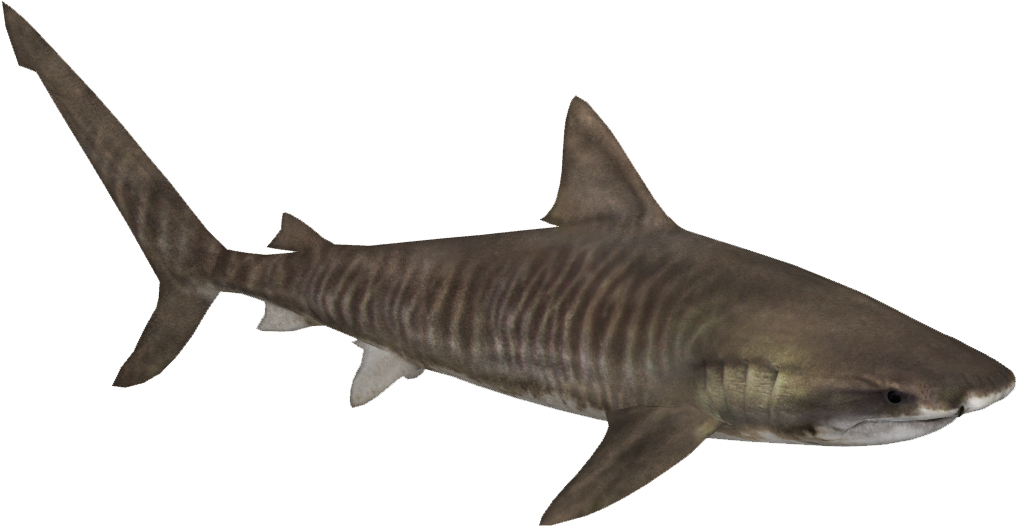 Tiger Shark Png - Zoo Tycoon 2 Tiger Shark (1016x1016), Png Download