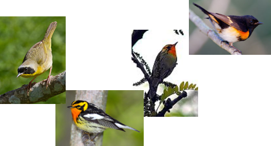 About Our Bird Walks - American Redstart (528x285), Png Download