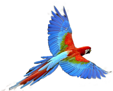 Post By Larry - Parrot Transparent (400x300), Png Download