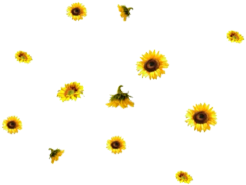 Edit, Png, And Random Image - Aesthetic Sunflower Transparent Background (500x418), Png Download