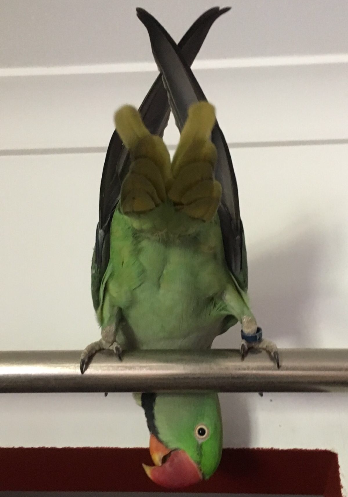 Sightings - Budgie (1711x1711), Png Download