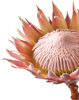 Flower (400x350), Png Download