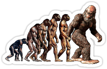 Bigfoot - Homosapien Evolution Tree Science 24x18 Print Poster (375x360), Png Download