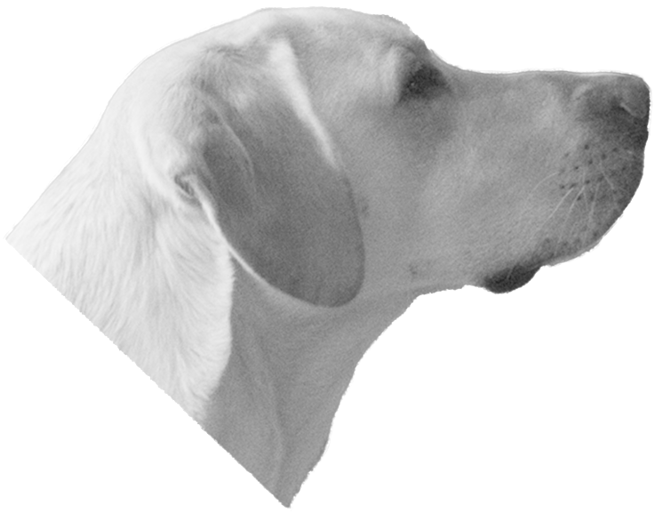 Dog Head - Labrador Retriever (1000x1000), Png Download
