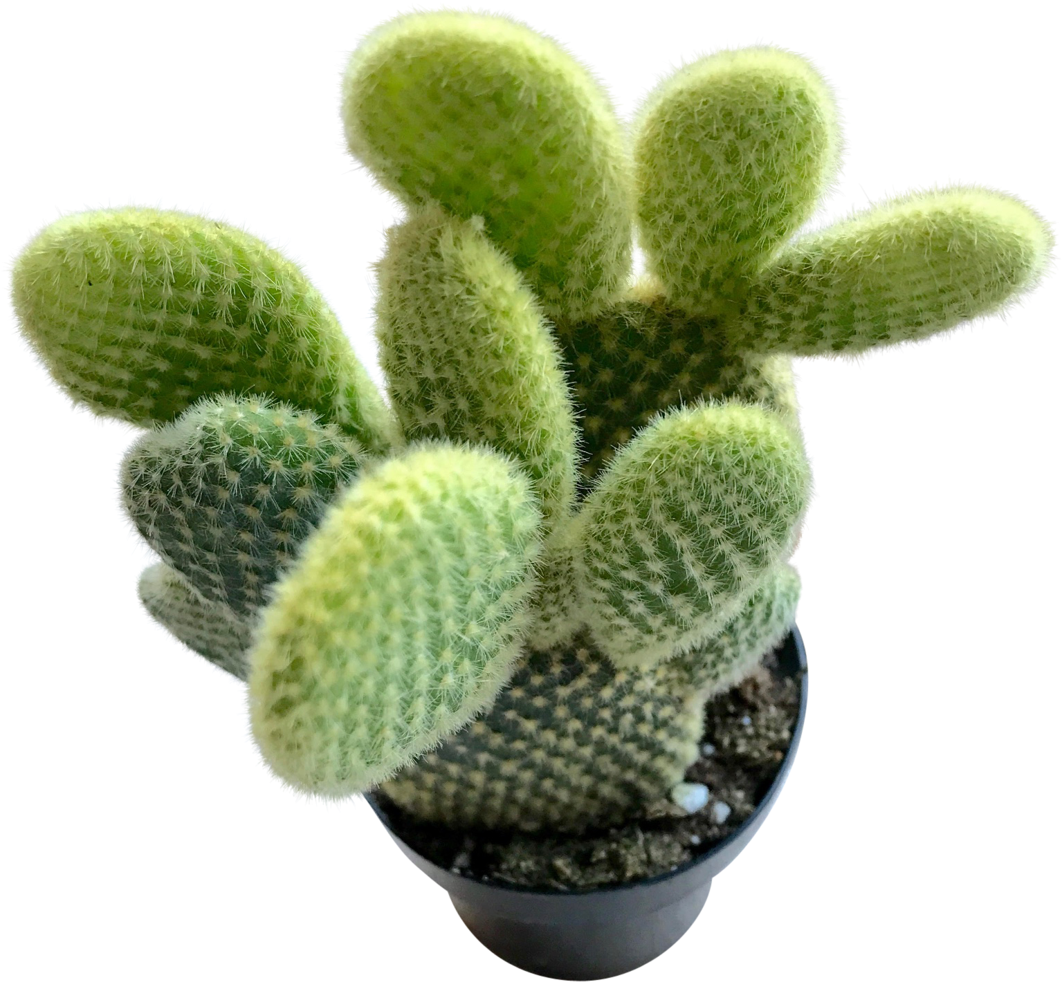 Bunny Ears - Prickly Pear (1804x1730), Png Download