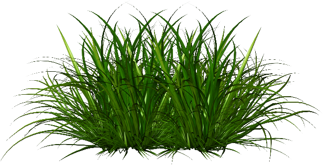 Ornamental Grass Png - Portable Network Graphics (650x331), Png Download